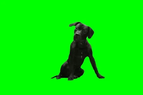 Black dog Stock Footage 18957065