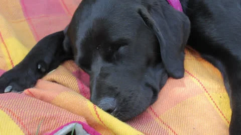 Black Dog Stock Footage 26558792