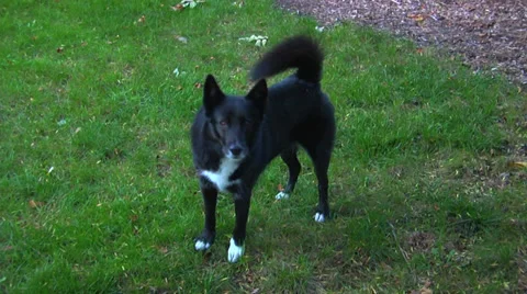 Black Dog Видео 31552702