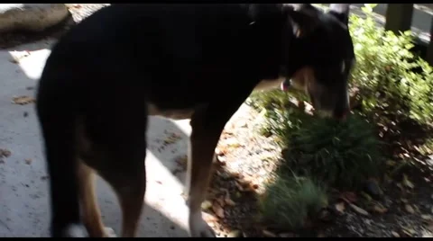 Black Dog Stock Footage 49548716
