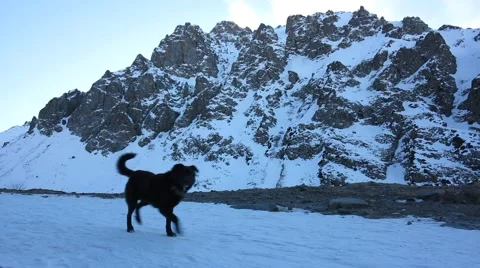 Black dog 스톡 동영상 60004840