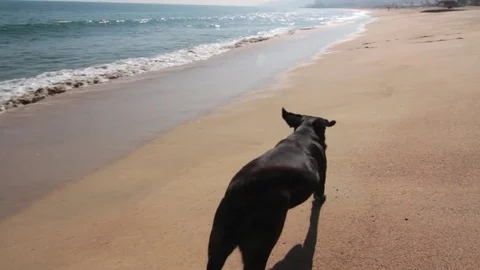 Black dog Stock Footage 77049279