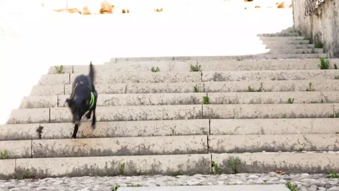 Black dog Stock Footage 105678784