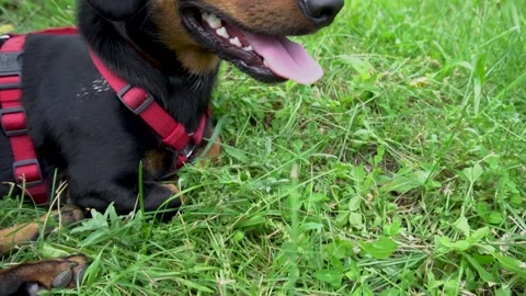 Black dog Stock-Footage 154374070