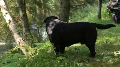 Black dog in the forest Stock Footage 73016749