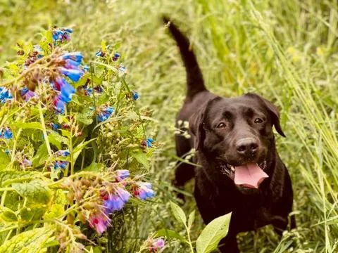 Black dog in the forest Foto stock