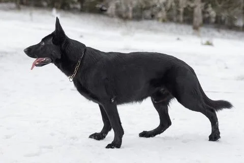 Black dog German Shepherd standing in the snow with its tongue out. Foto stock