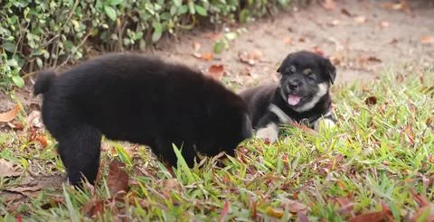 Black dog in grass Stock Photos