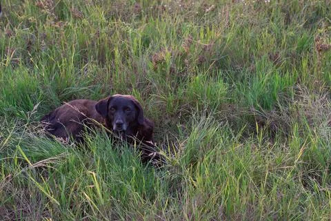 Black dog with greying muzzle lying in tall grass field, looking at camera Stockfoto's