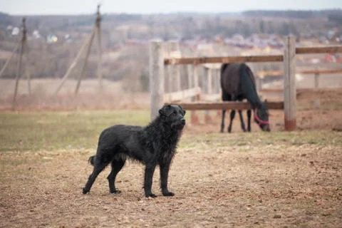 Black dog guards the paddock Stock Photos