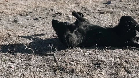 The black dog is happily lying on the dry grass and ground Stock Footage 200022645