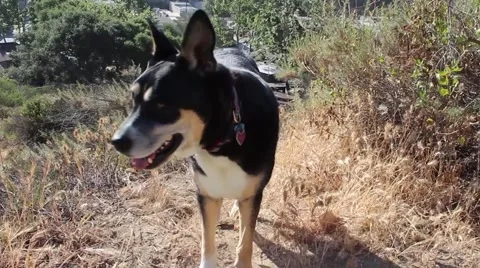 Black Dog Hiking Stock Footage 49548689