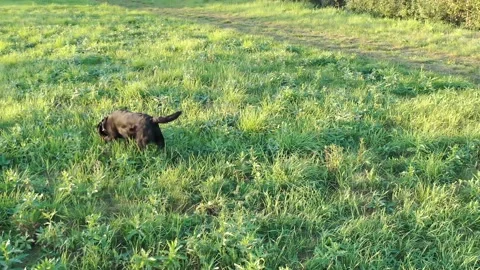 Black dog labrador retriever exploring a lawn with green grass Stock Footage 166742349