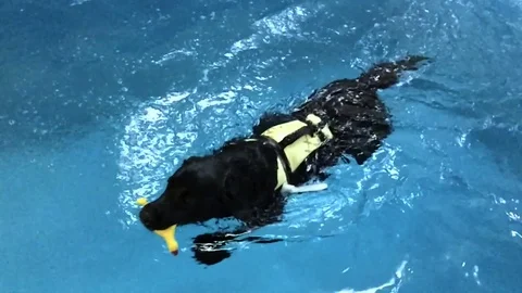 Black dog labrador retriever learn to swim for rescue work in a pool Stock Footage 74908588