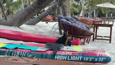 Black Dog Lay and Relax on Sand Tropical Beach 스톡 동영상 337082845
