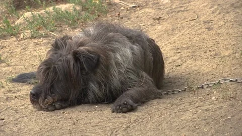 BLACK DOG IS LAY DOWN AND WATCHING Stock Footage 209139133
