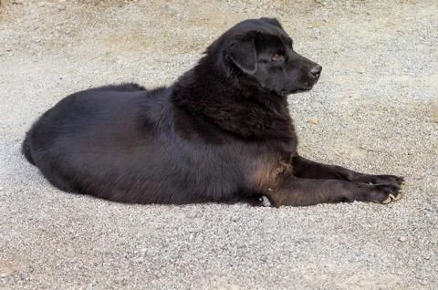 Black dog lay down Stock Photos