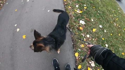 A black dog on a leash sniffs at the jacket. A man walks with a puppy. 스톡 동영상 166930910