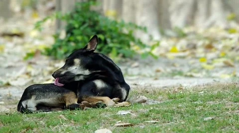 Black dog licking itself Stock Footage 48785025