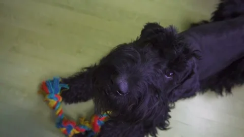 Black dog is looking and trying to cease the camera. Portrait at home. Slow Stock Footage 106860559