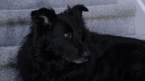 Black Dog Looking Around Stock Footage 169974313