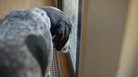 Black dog looking out through a narrow window or door gap indoors, with soft Stock Footage 341045062
