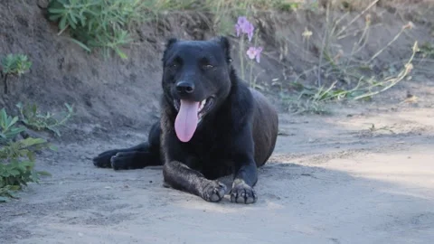 Black dog lying on a sandy path on a hot summer day, panting with its tongue Stock Footage 337979478