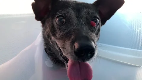 Black dog with malignant third eyelid tumor wearing Elizabethan collar Stock Footage 250202158