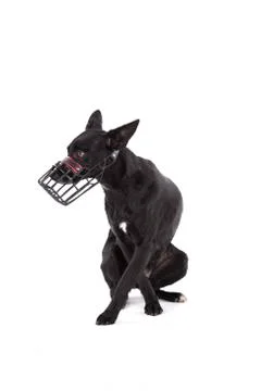 Black dog with muzzle Stock Photos