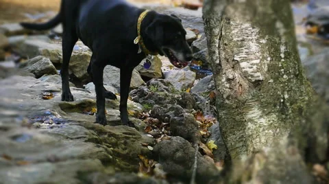 Black Dog Next to Stream in Forest During Autumn in Slow Motion Stock Footage 56605965