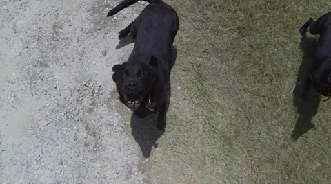 Black Dog Over head 库存影片 35359686