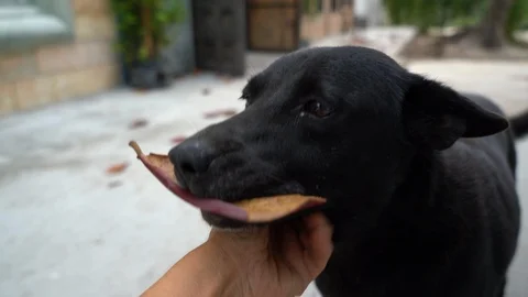 Black dog with owner Stock Footage 85950350
