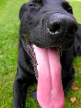 Black dog panting thrusting out the long tongue Stock Photos