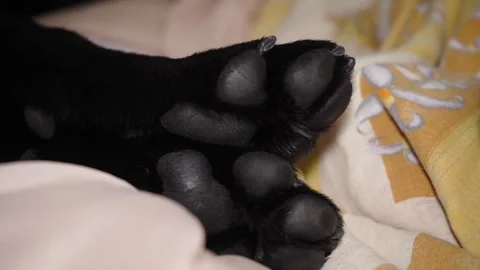 Black dog paws close-up Stock-Footage 297456252