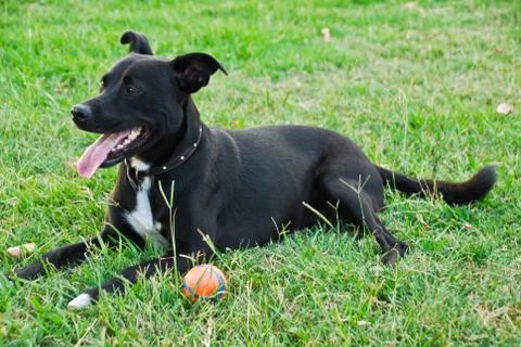 Black dog Stock Photos