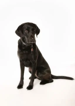 Black dog Stock Photos