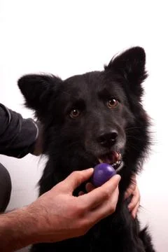 Black dog Stock Photos