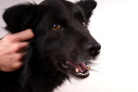 Black dog Stock Photos