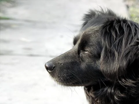 Black dog. Stock Photos