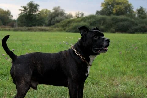 Black dog Stock Photos