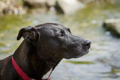Black Dog Stock Photos