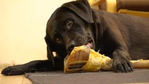 Black dog Foto stock