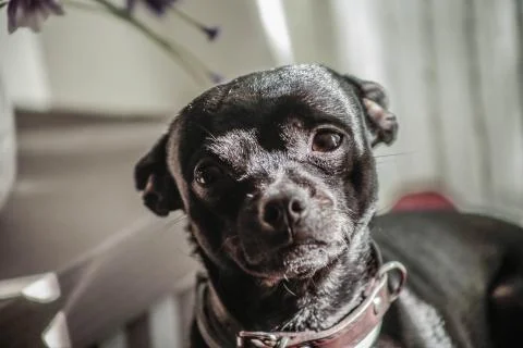 Black Dog Stock Photos