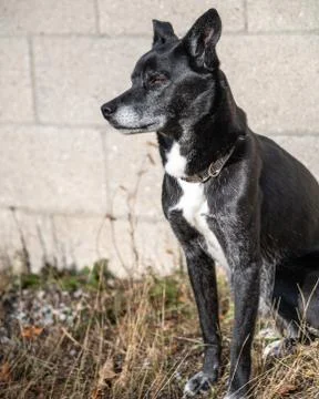 Black Dog 库存照片