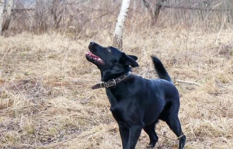 Black dog Foto stock