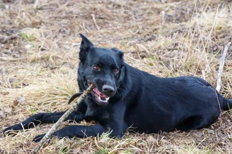 Black dog Stock-Fotos