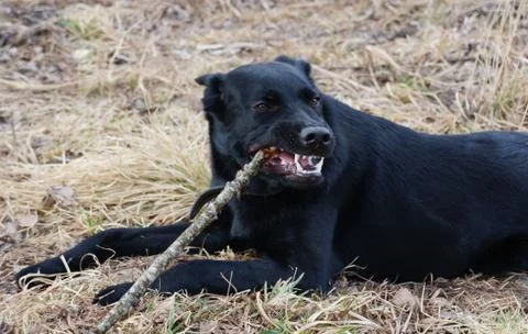 Black dog Stock Photos