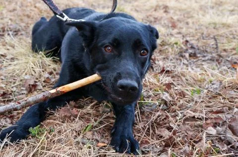 Black dog Stock Photos