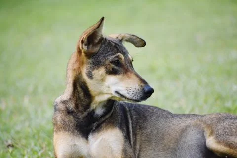 A black dog Stock Photos