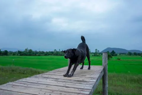 Black dog Stock Photos